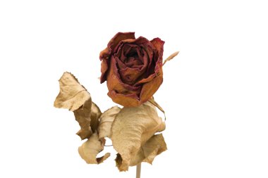 Beyaz zemin üzerine kırmızı kuru gül