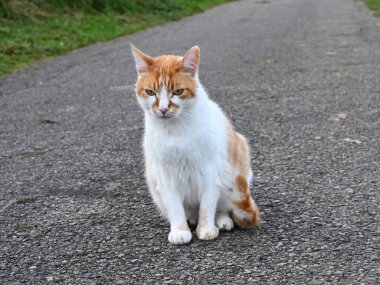 Mutlu kırmızı ve beyaz bir kedi