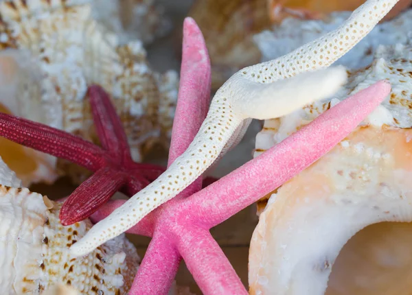 Deniz kabukları kabukları ve pembe starfishes-çeşitli deniz kabukları
