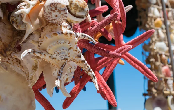 Deniz kabukları kabukları ve kırmızı starfishes-çeşitli deniz kabukları