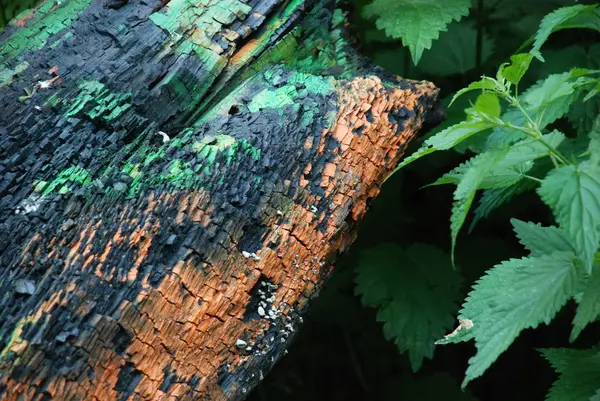 moss ile şube