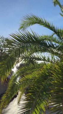 Rüzgarda sallanan yeşil palmiye yapraklarının arasından parlayan güneş.