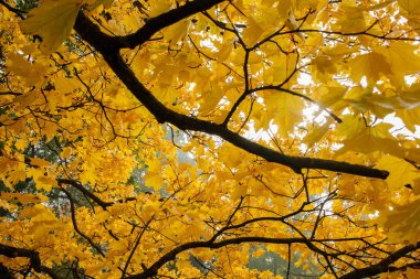 Sarı yapraklı akçaağaç dalları yakın.