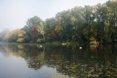 Wilanow, Polonya 'nın başkenti Varşova' da, Royal Park 'ta büyük bir göl. Sudaki sonbahar ağaçları ve birkaç kuğunun yansıması..
