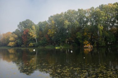 Wilanow, Polonya 'nın başkenti Varşova' da, Royal Park 'ta büyük bir göl. Sudaki sonbahar ağaçları ve birkaç kuğunun yansıması..