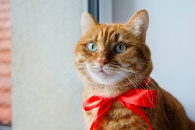 Kırmızı fiyonklu kızıl kedi, yakın plan portre. Noel 'den önce evcil hayvanlar.