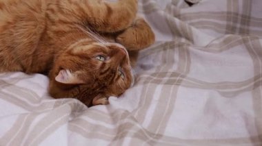 Evdeki rahat yatakta uyuyan sevimli turuncu kedi. Yaklaş.