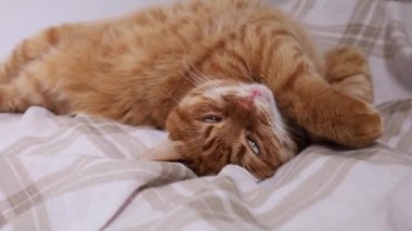 Evdeki rahat yatakta uyuyan sevimli turuncu kedi. Yaklaş.