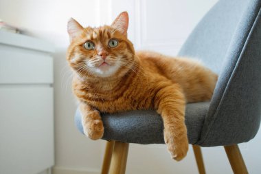 Evcil, sevimli turuncu kedi. Evdeki sandalyede oturuyor. Yakından.