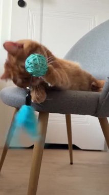 Evcil, sevimli turuncu kedi. Evdeki sandalyede uzanıyor ve mavi değnekle oynuyor.