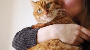 Genç bir kadın evcil turuncu kedisini tutuyor ve ona sıkıca sarılıyor. Sahibinin ellerinde sevimli turuncu kedi