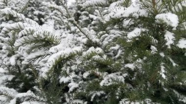 Üzerinde bir sürü kar bulunan yeşil kozalaklı dallar. Noel havası, soğuk karlı kış havası