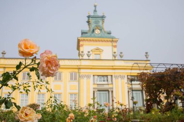 Polonya 'nın Varşova kentindeki Wilanow Kraliyet Sarayı yakınlarındaki bahçede açan güller