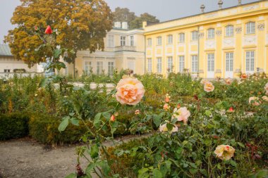 Polonya 'nın Varşova kentindeki Wilanow Kraliyet Sarayı yakınlarındaki bahçede açan güller