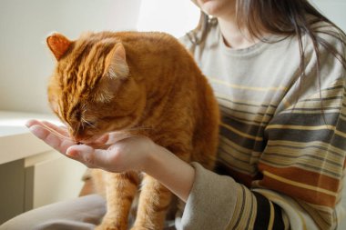 Evcil turuncu kedi ev kadınlarından besleniyor.