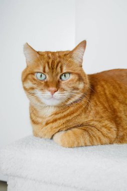 Beyaz arka planı olan sevimli turuncu kedi.