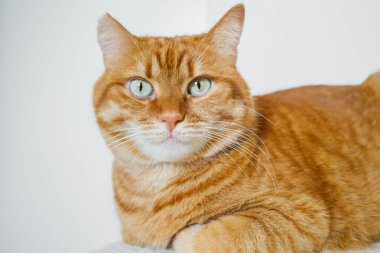 Beyaz arka planı olan sevimli turuncu kedi.