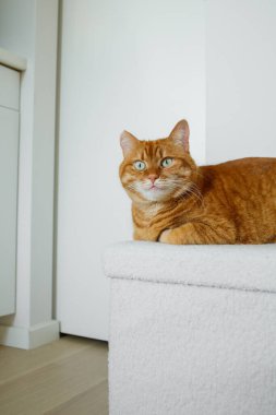 Yetişkin turuncu kedi, beyaz puf üzerinde oturuyor. Evdeki minimalist beyaz iç kısımda ve kameraya bakıyor..
