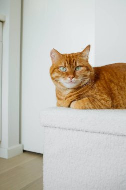 Yetişkin turuncu kedi, beyaz puf üzerinde oturuyor. Evdeki minimalist beyaz iç kısımda ve kameraya bakıyor..