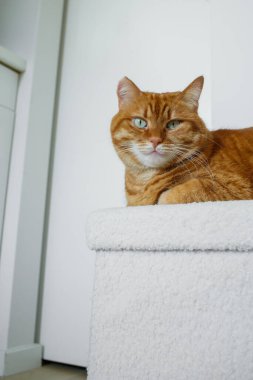Yetişkin turuncu kedi, beyaz puf üzerinde oturuyor. Evdeki minimalist beyaz iç kısımda ve kameraya bakıyor..