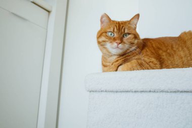 Yetişkin turuncu kedi, beyaz puf üzerinde oturuyor. Evdeki minimalist beyaz iç kısımda ve kameraya bakıyor..