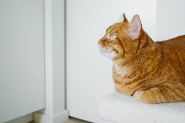 Evdeki minimalist beyaz iç kısımda beyaz bir puf üzerinde oturan yetişkin turuncu kedi.