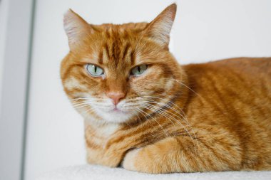 Beyaz arka planı olan sevimli turuncu kedi.