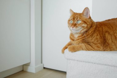 Evdeki minimalist beyaz iç kısımda beyaz bir puf üzerinde oturan yetişkin turuncu kedi.