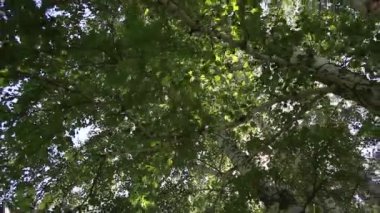 Ağaçların yaprakları parlak güneşin ışınlarında sallanıyor.