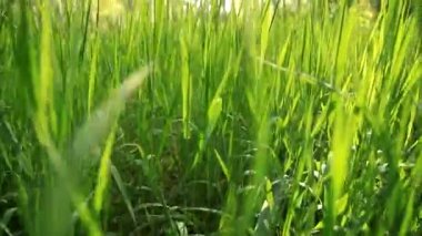 Çimenler parlak güneşin ışınlarında sallanıyor