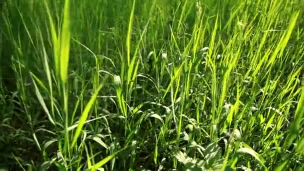 Het Gras Zwaait Stralen Van Felle Zon — Stockvideo