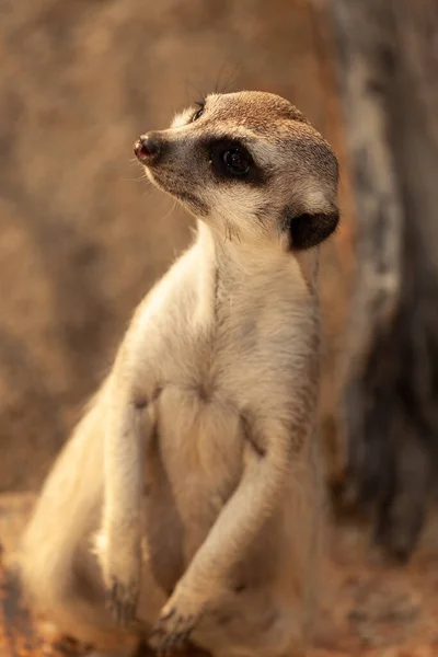 孤独的Meerkat守护着他的朋友 — 图库照片