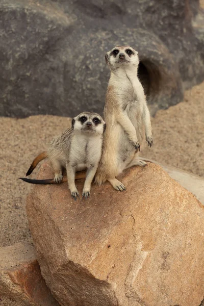 En familj meerkats fruktar en attack från flygrovdjur — Stockfoto