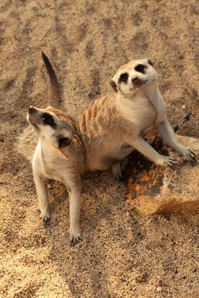 Μια οικογένεια των meerkats φοβάται μια επίθεση από τα αρπακτικά του αέρα — Φωτογραφία Αρχείου