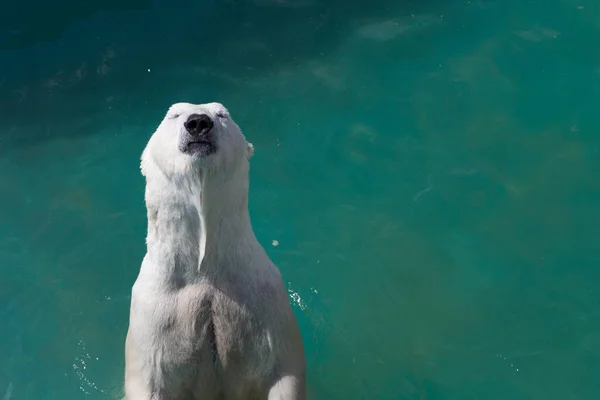 Orso polare nuota nel mare — Foto Stock