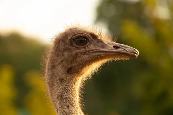 Close up portrait. Ostrich head — Stock Photo, Image