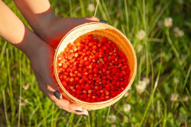 Ormanda bir sepetin içinde toplanmış yabanmersini.