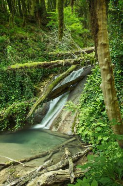 Yağmur ormanlarındaki şelale. Fırtınalı dağ nehri.