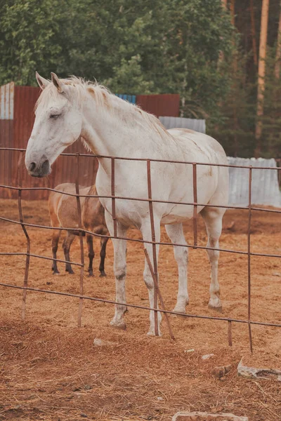 Белая лошадь в конюшне. Теплый цвет. Крупный план. — стоковое фото