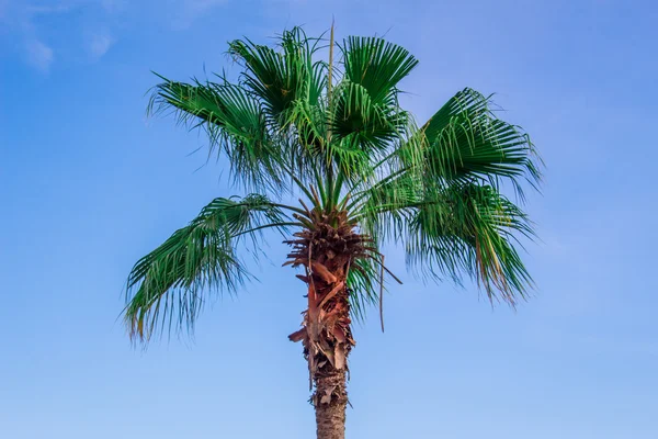 Sky and palm trees are abundant. — Stock Photo, Image