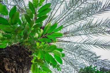 Ağaç içinde ağaç