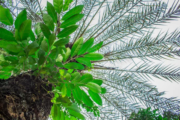 Ağaç içinde ağaç