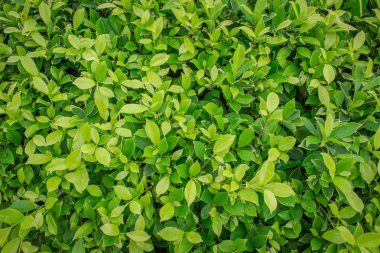 yaprak ve güneş ışığı.