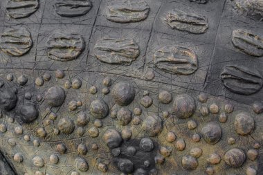 Timsah derisi desenler.