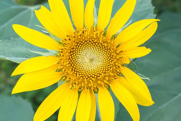 Girasol flor amarilla . — Foto de Stock