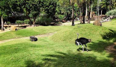 Bali Hayvanat Bahçesi 'ndeki geniş çimenli bir çevrede, bir devekuşu kayalar ve canlı yeşil ağaçlar arasında rahatça dolaşarak doğal yaşam alanının huzur veren güzelliğini yansıtıyor. Endonezya, 26 Haziran 2025.