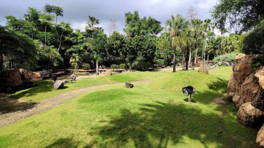 Uzun bir devekuşu, kayalar ve ağaçların arasındaki yeşil bir çayırda sakince duruyor ve Bali Hayvanat Bahçesi 'nin sakin atmosferini yakalıyor. Endonezya, 26 Haziran 2025.