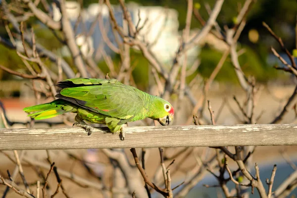 Red-lored Parrot Amazona autumnalis — Stock Photo, Image