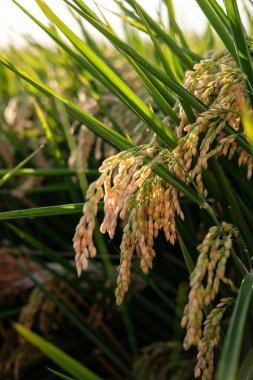 Çeltik pirinç tarlası