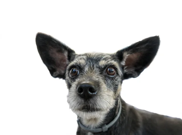 Perro retrato grande divertido orejas blanco fondo — Foto de Stock